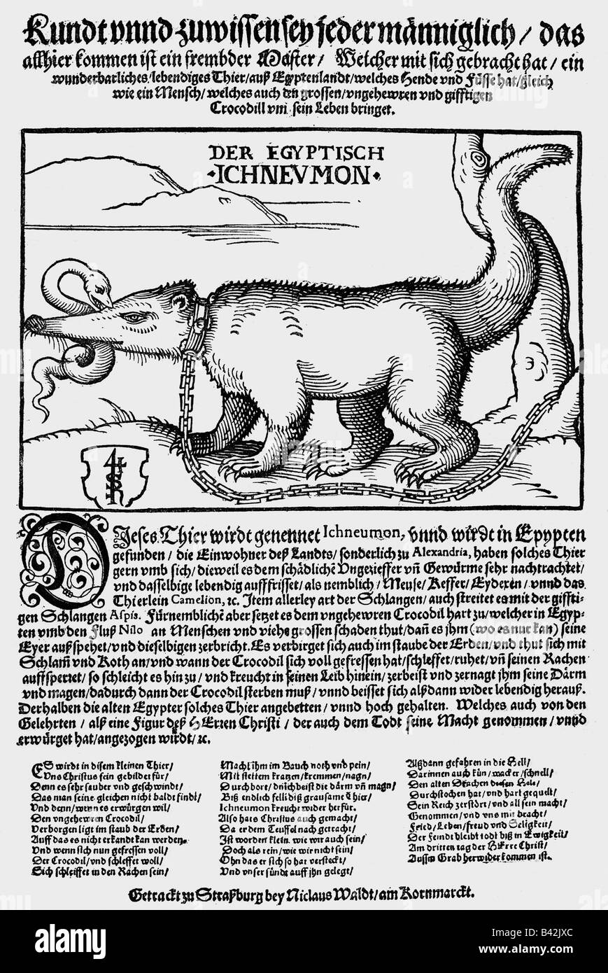 Zoologie, Mongoose égyptien (Herpestes ichneumon), graveur de cuivre, flysheet de Nikolaus Waldt, Strassburg, vers 1580/1590, Banque D'Images