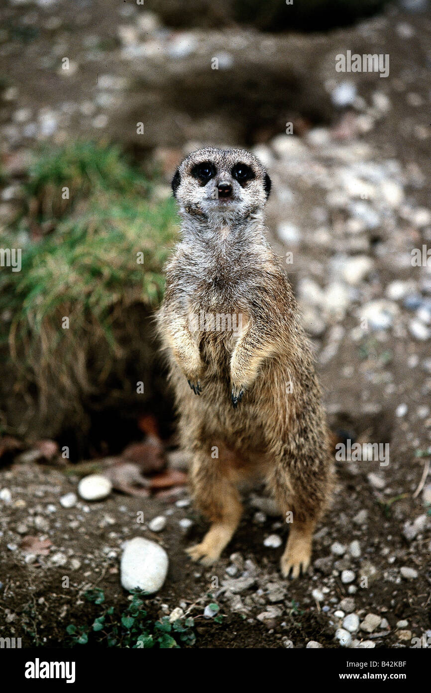 Zoologie / animaux, Mammifères Mammifères /, Meerkat, (Suricata suricatta), comité permanent, la distribution : le sud de l'Afrique, l'animal, l'Herpestid Banque D'Images