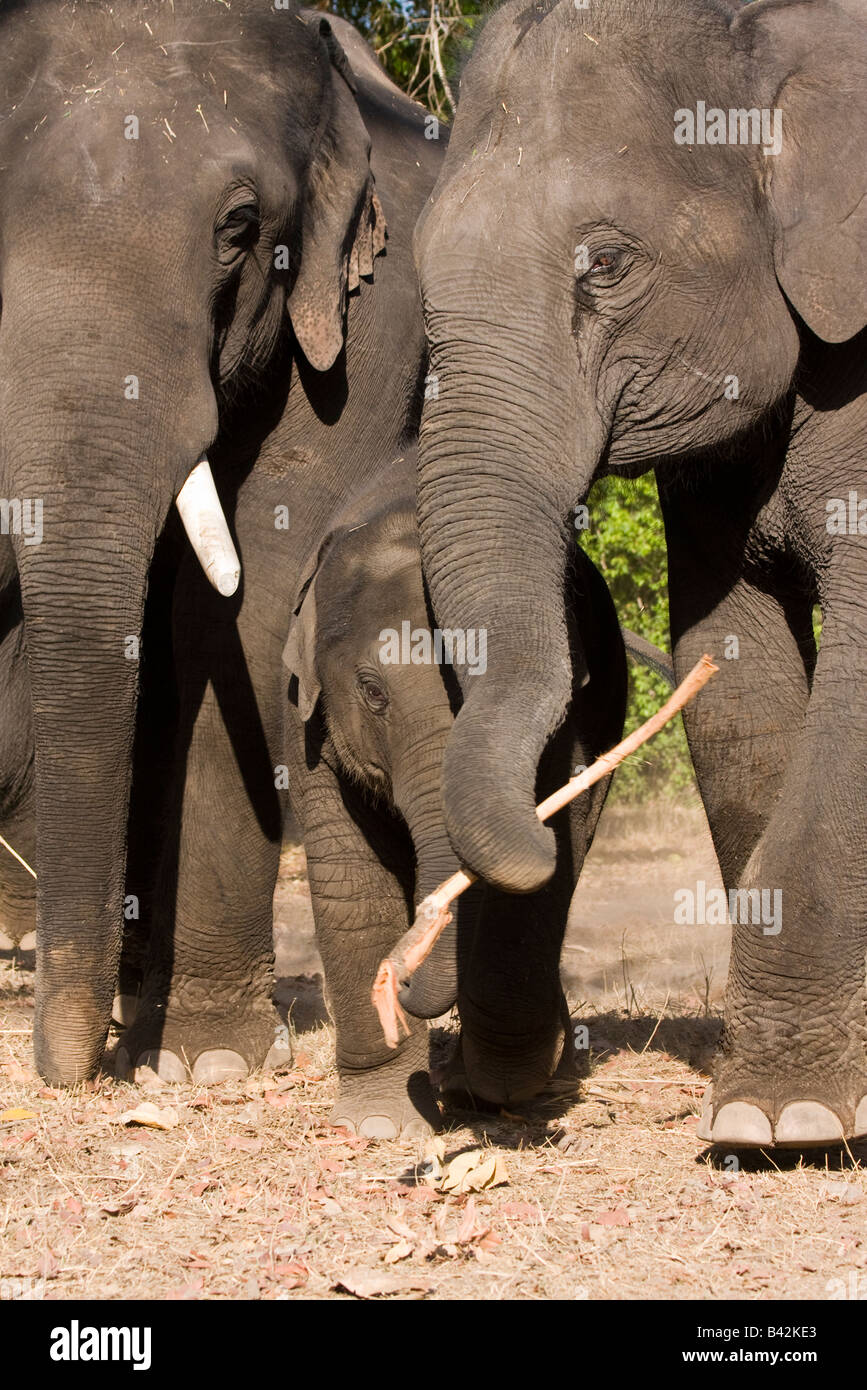 Les éléphants indiens jouant avec leur bébé en tenant un bâton dans leur tronc éléphant mignon adorable ensemble famille parc de Kanha le Madhya Pradesh Inde Banque D'Images