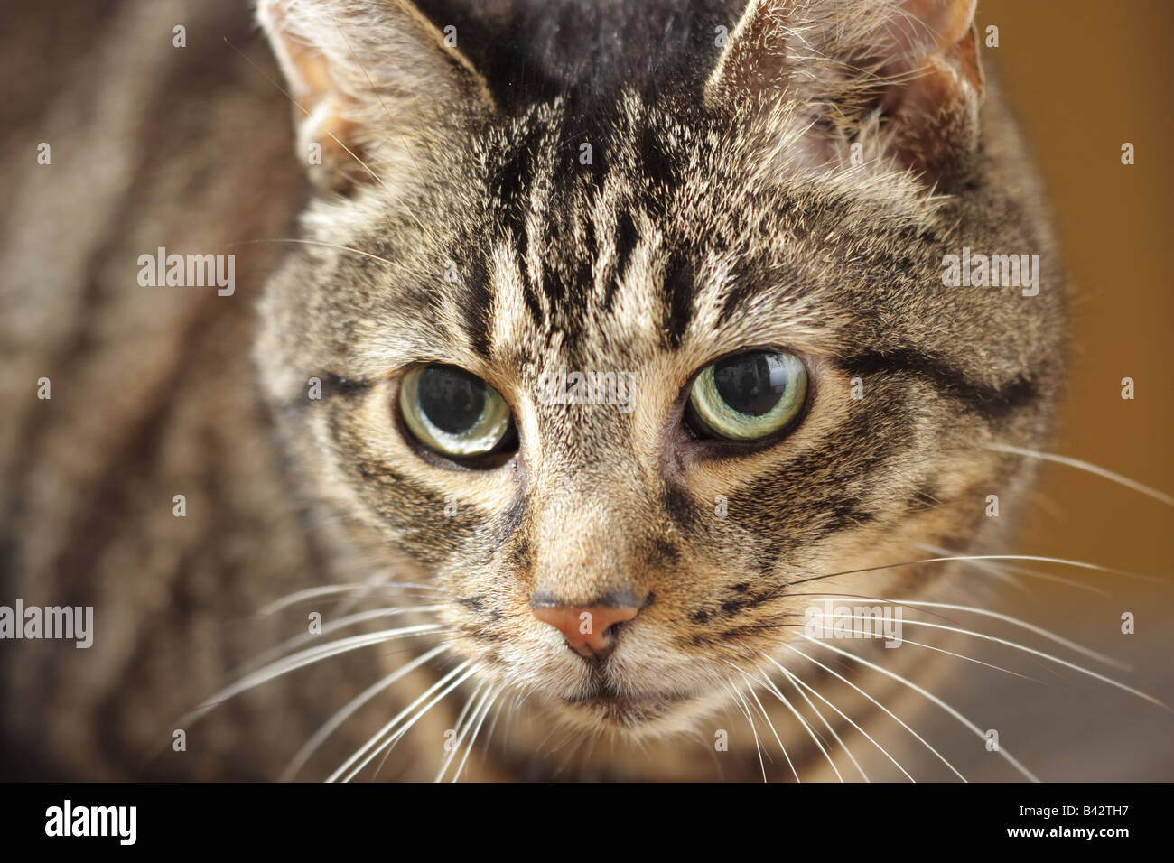 Gros plan sur le visage d'un chat de Tabby de maquereau mâle adulte (Felis catus) Banque D'Images