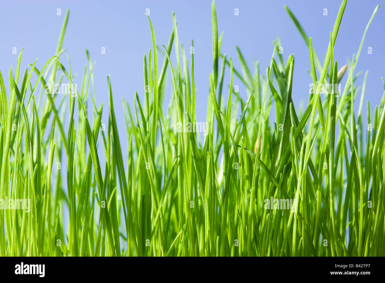 L'herbe, low angle contre le ciel bleu. Banque D'Images