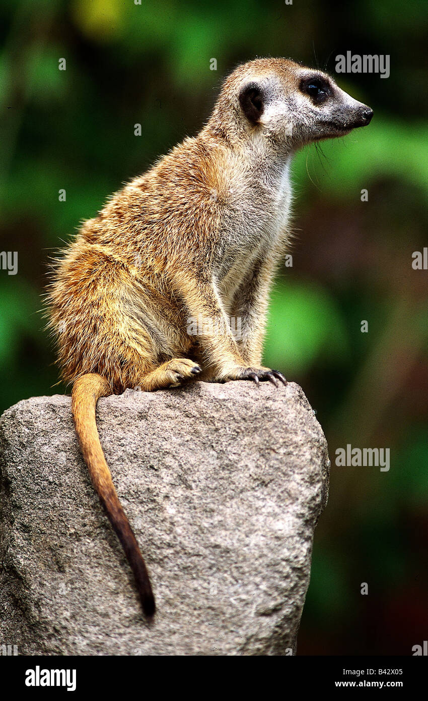 Zoologie / animaux, Mammifères Mammifères /, Meerkat, (Suricata suricatta), comité permanent, la distribution : le sud de l'Afrique, l'animal, l'Herpestid Banque D'Images
