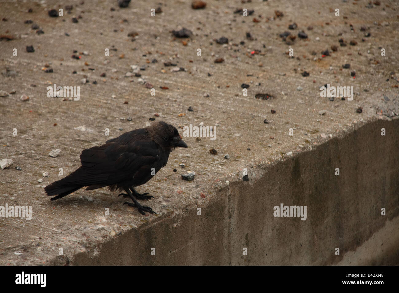 Choucas sur un bloc de béton. Banque D'Images