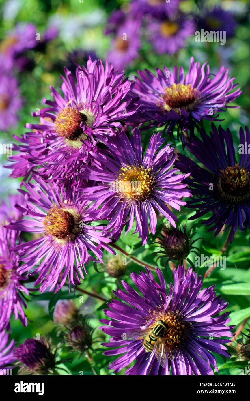 ASTER NOVAE ANGLIAE HELEN PICTON Banque D'Images