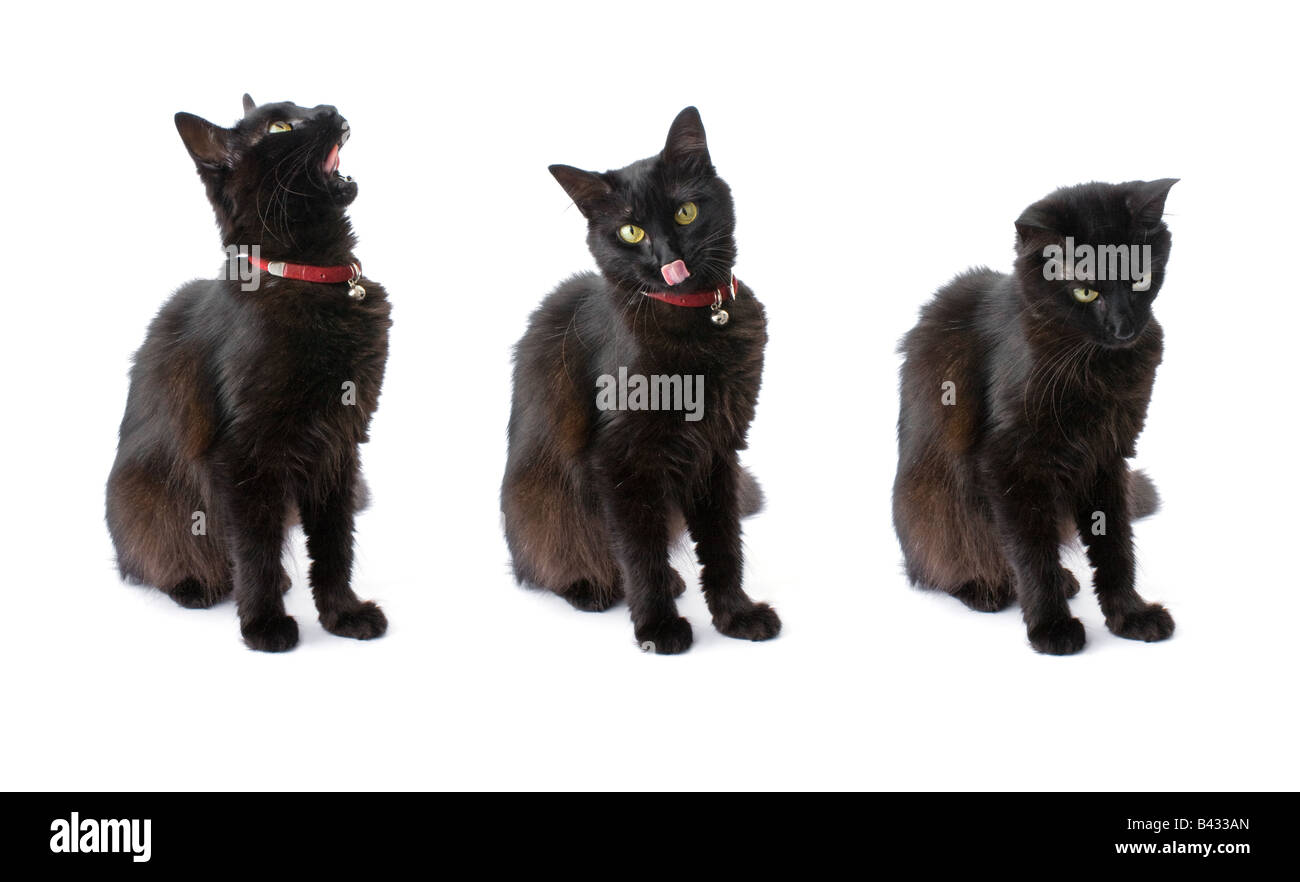 Trois vues d'un chat noir avec de longs cheveux isolé sur fond blanc Banque D'Images