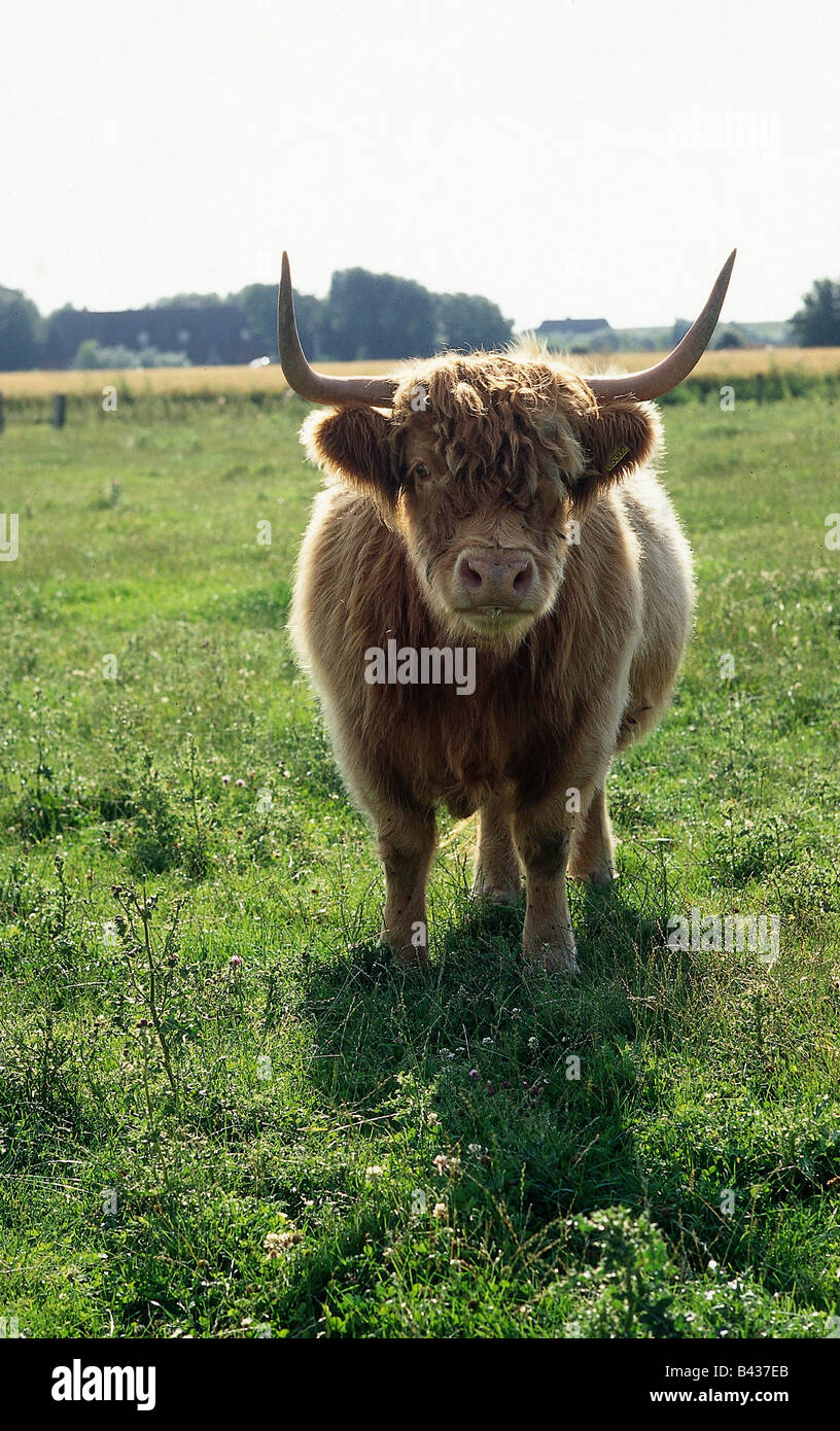 Zoologie / animaux, Mammifères Mammifères /, bovins, (Bos), les bovins domestiques, (Bos primigenius taurus) forma, Highland cattle, Comité permanent Banque D'Images
