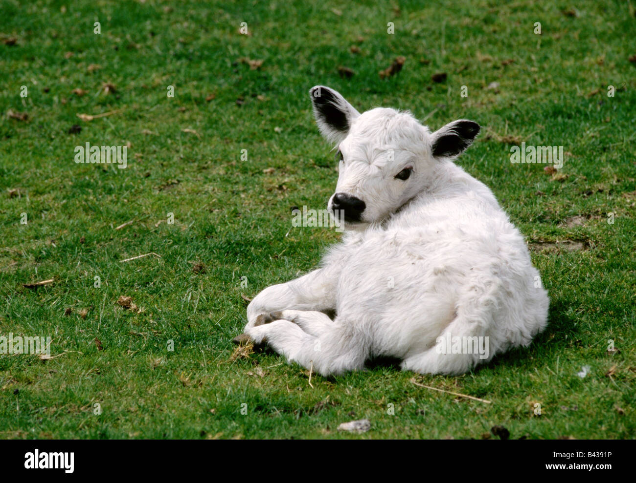 Zoologie / animaux, Mammifères Mammifères /, bovins, (Bos), les bovins domestiques, (Bos primigenius taurus) forma Galloways, Blanc, Pa Banque D'Images