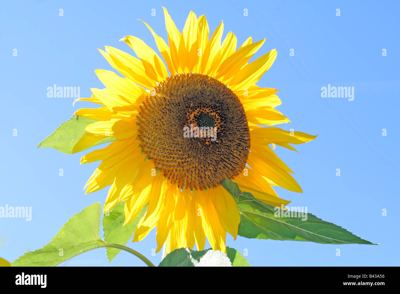 TOURNESOL TOURNESOL GIRASOL Banque D'Images