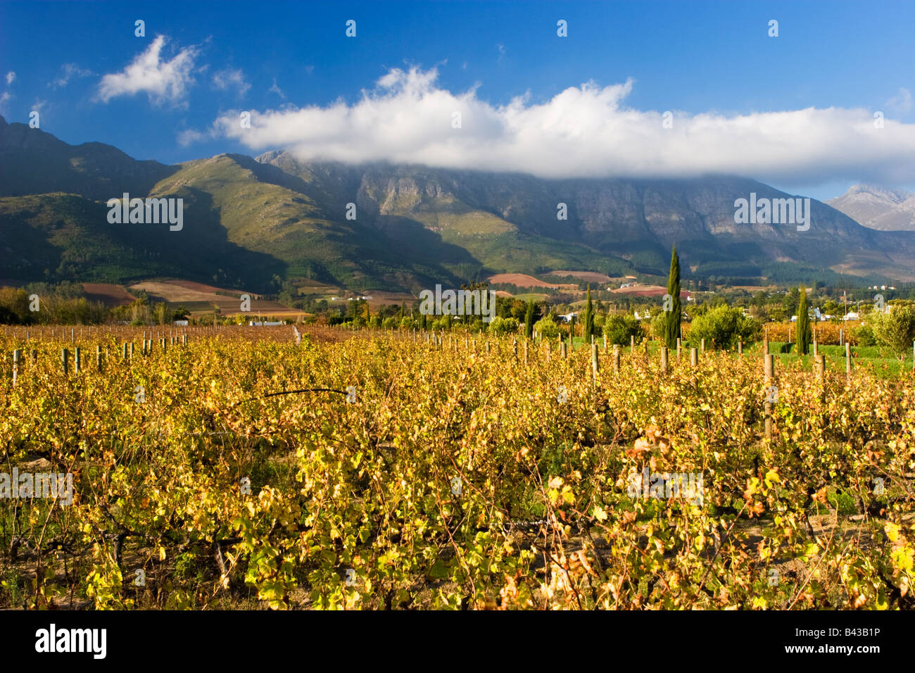vignoble-franschhoek-banque-de-photographies-et-d-images-haute
