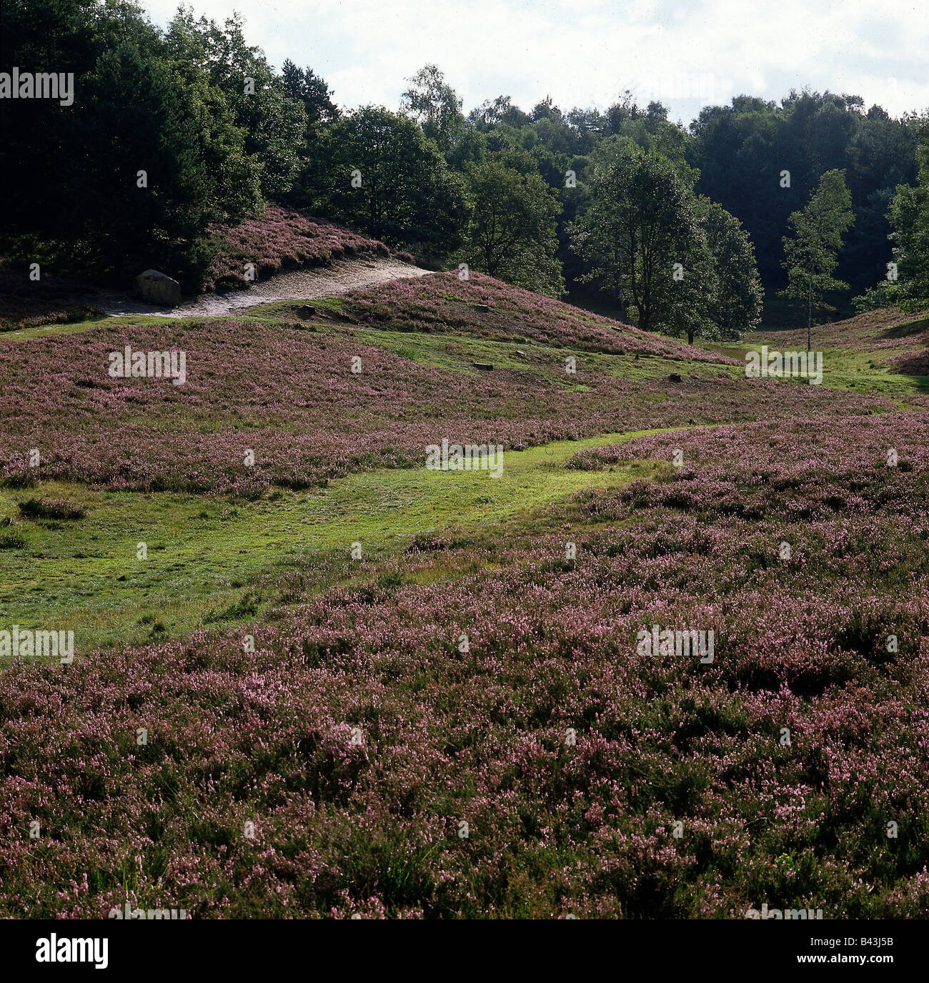 Géographie / voyages, Allemagne, Basse-Saxe, paysages, Lüneburg Heath, Luneburg, nature, , Banque D'Images