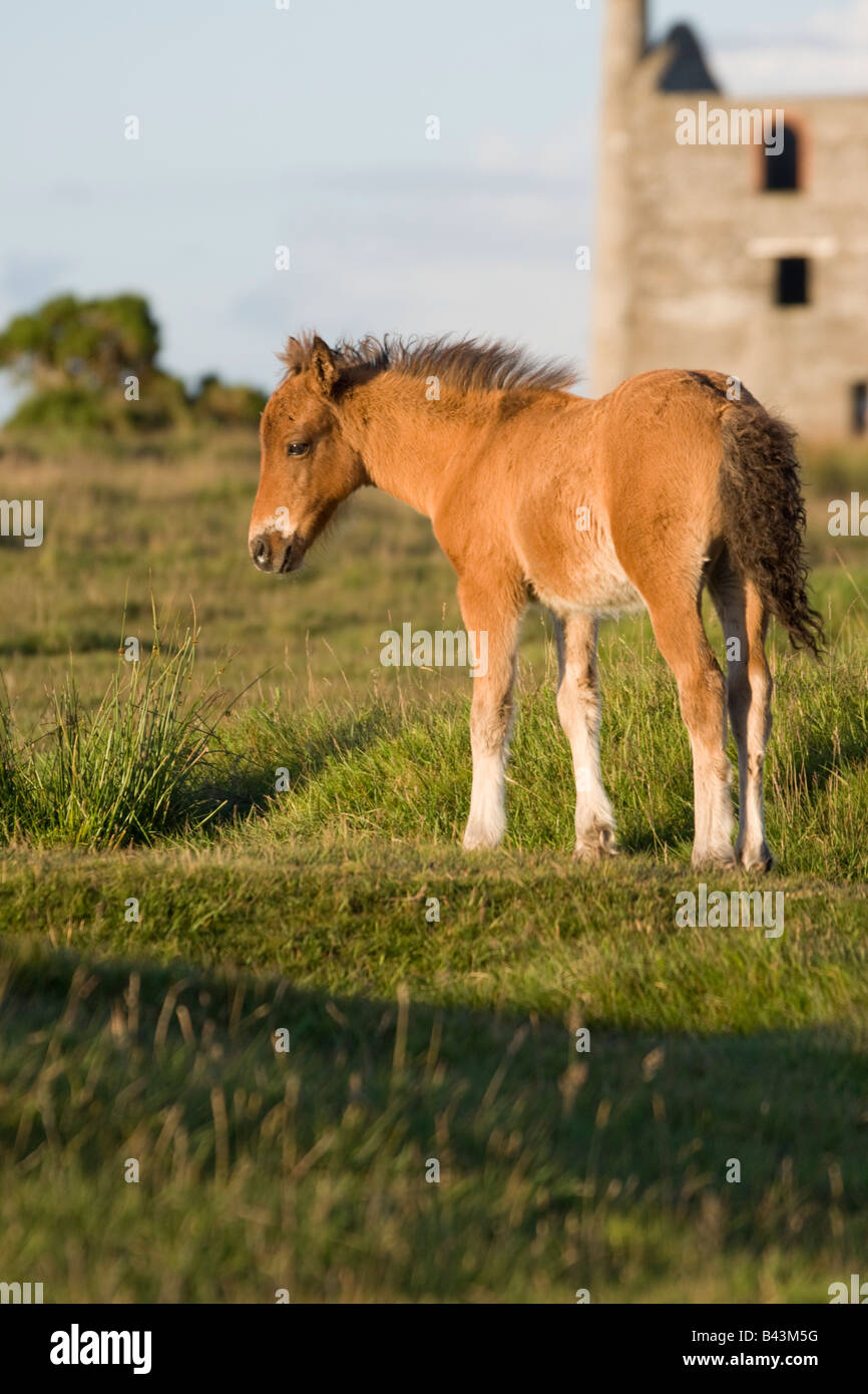 Bodmin Race sur Bodmin Moor Banque D'Images