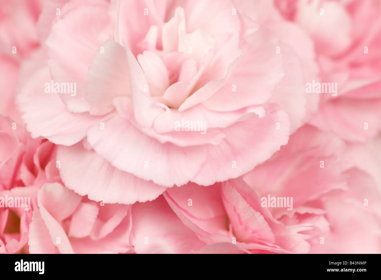 Fleurs oeillet rose Banque D'Images