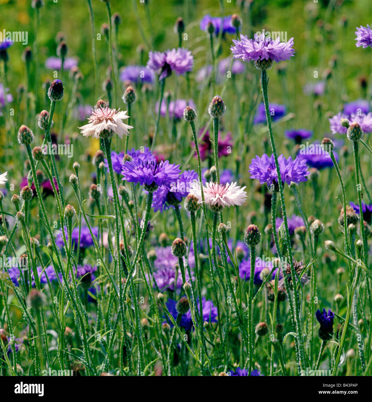 Une prairie avec des fleurs sauvages Centaurea cyanus bleuet Banque D'Images