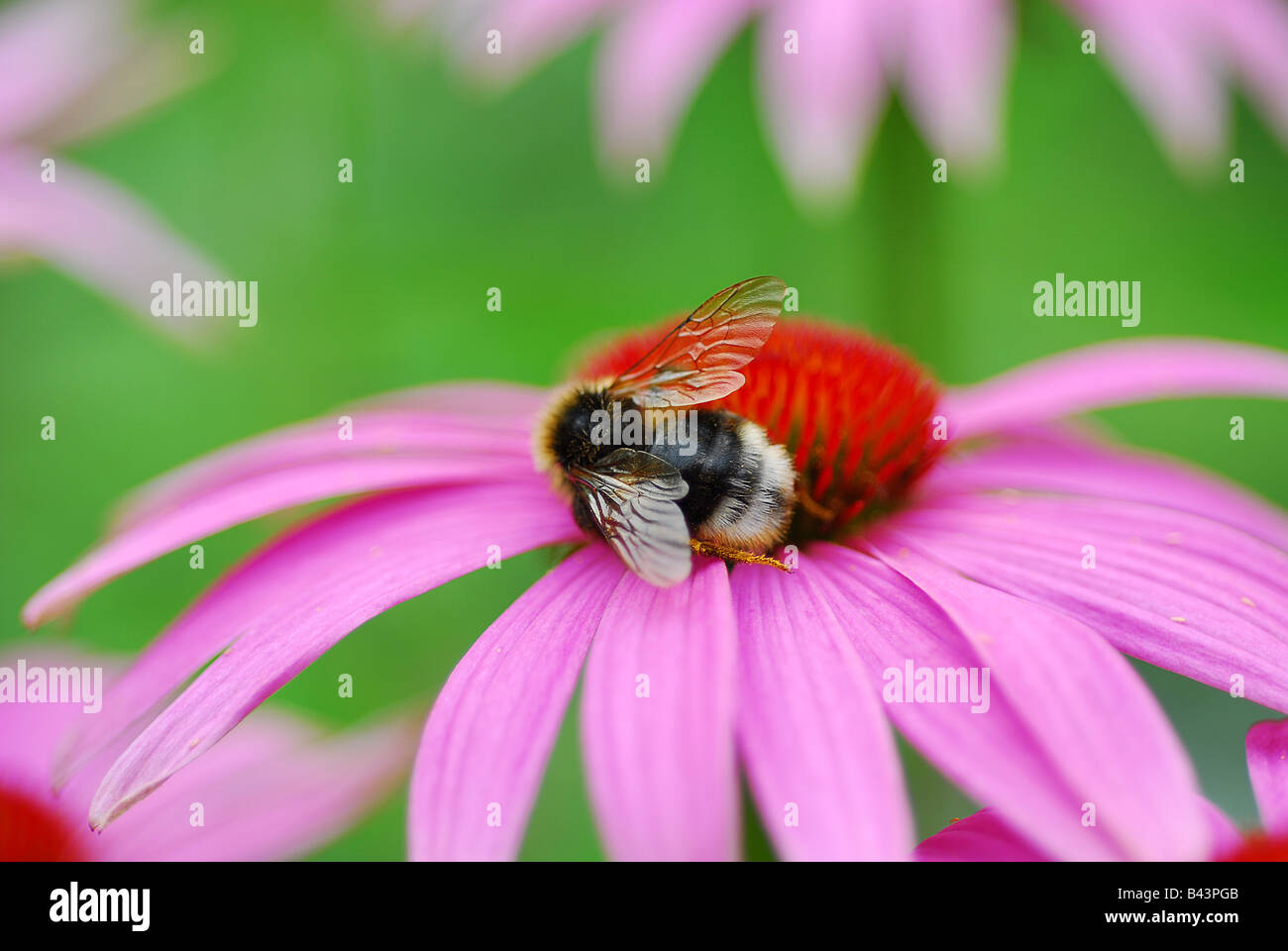 Abeille sur échinacée rose Banque D'Images