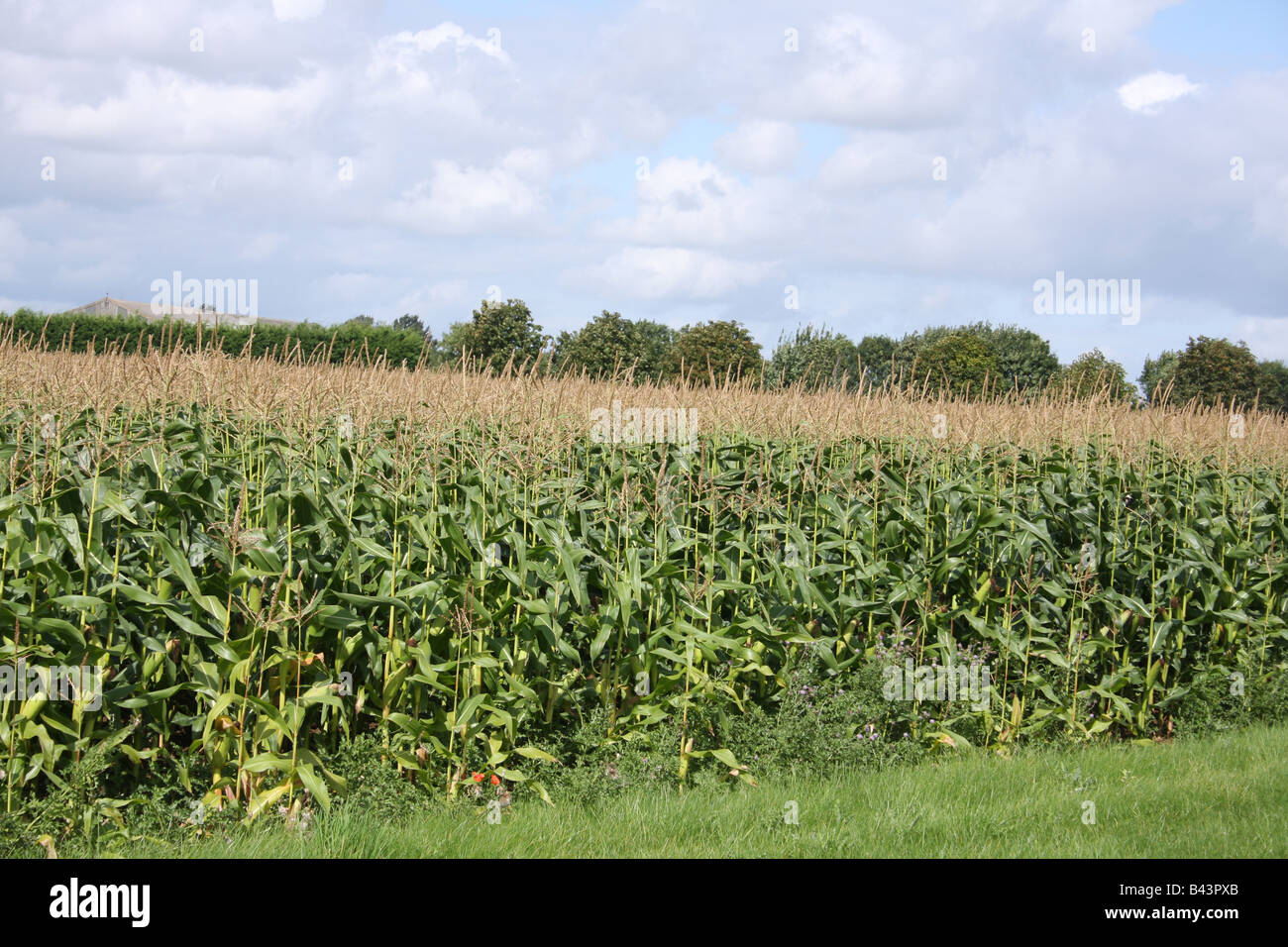 Des épis de maïs dans un champ de plus en plus les agriculteurs. Banque D'Images