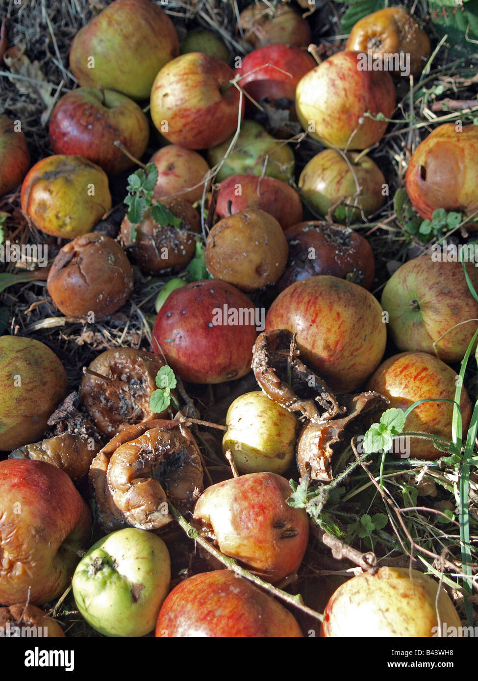 Pommes sur le terrain Banque D'Images