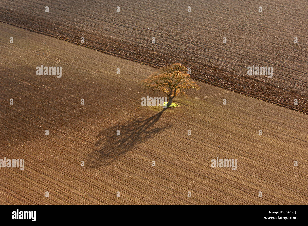 Une vue aérienne d'un arbre dans un champ labouré dans le Staffordshire en Angleterre Banque D'Images