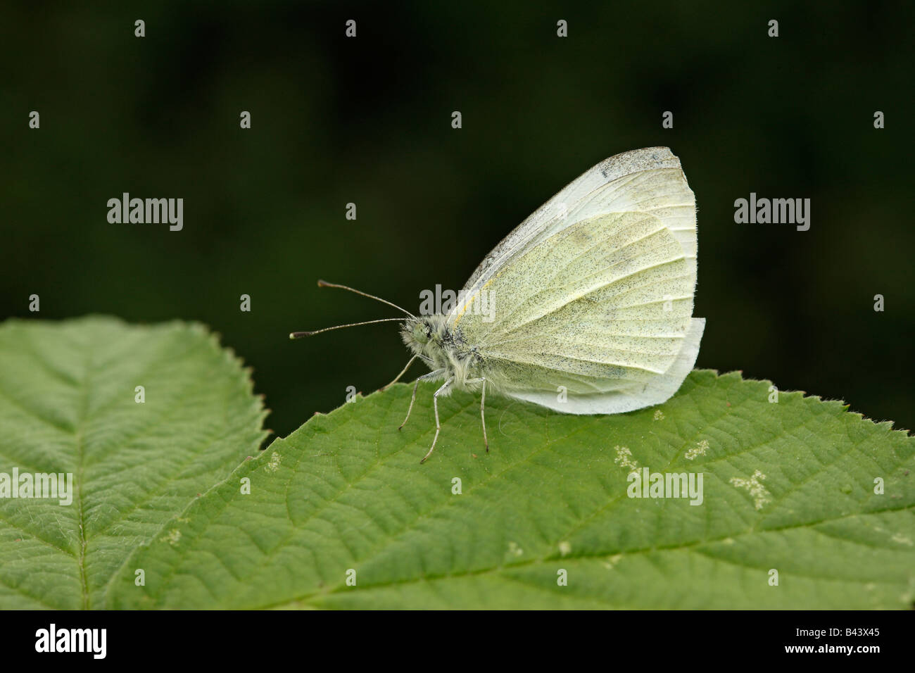 Petit papillon blanc Pieris rapae Midlands Banque D'Images