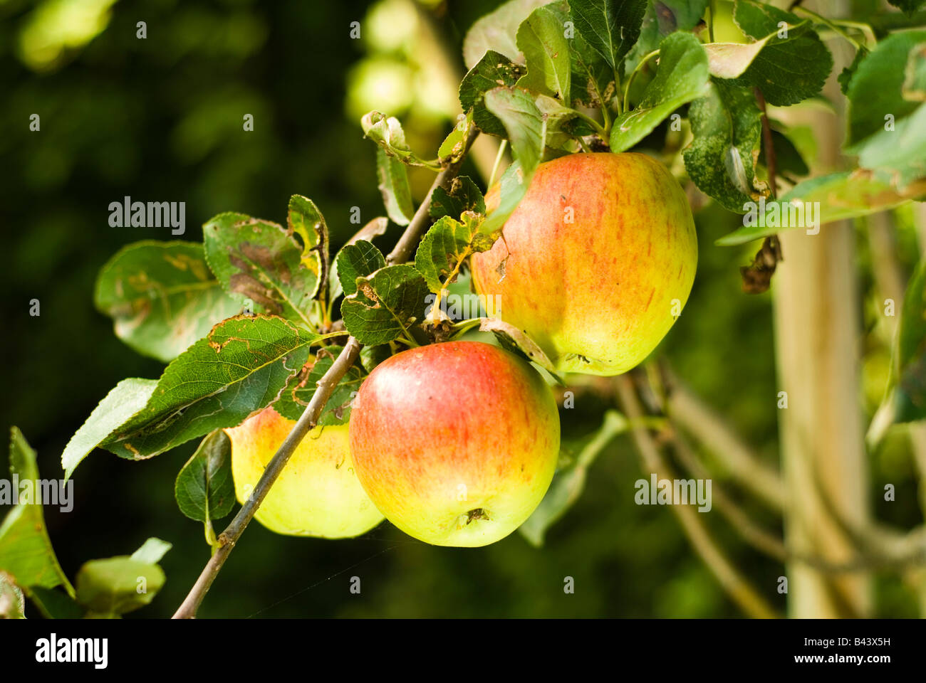 Manger des pommes mûres sur le Bough Banque D'Images