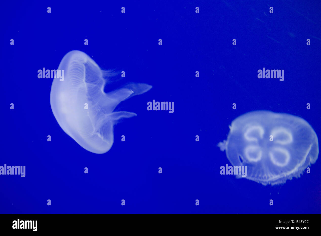 Les méduses, Moon Jelly, Aurelia aurita Banque D'Images