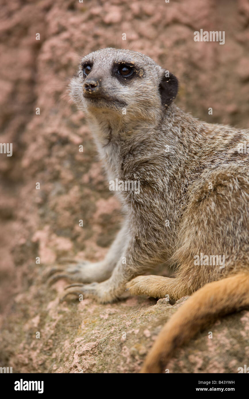 Homme de la terre des ennemis - Suricates Suricata suricatta Banque D'Images