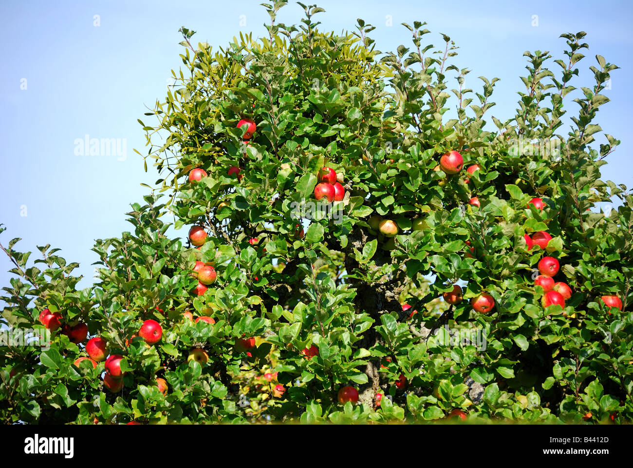 Pommiers dans Orchard, Penshurst, Kent, Angleterre, Royaume-Uni Banque D'Images