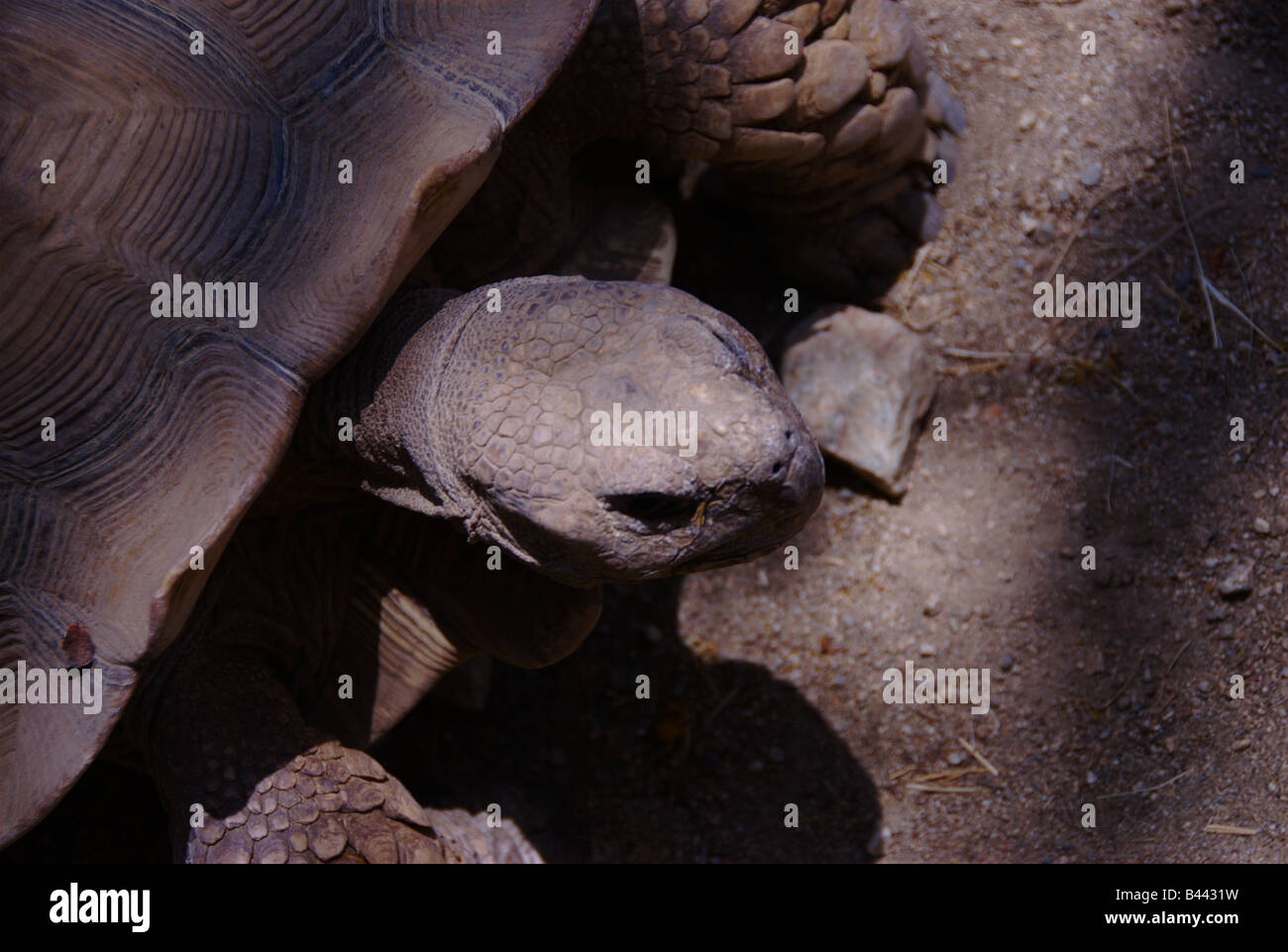 Tortue géante (terre) - Tortue Testudinidae Testudines Banque D'Images