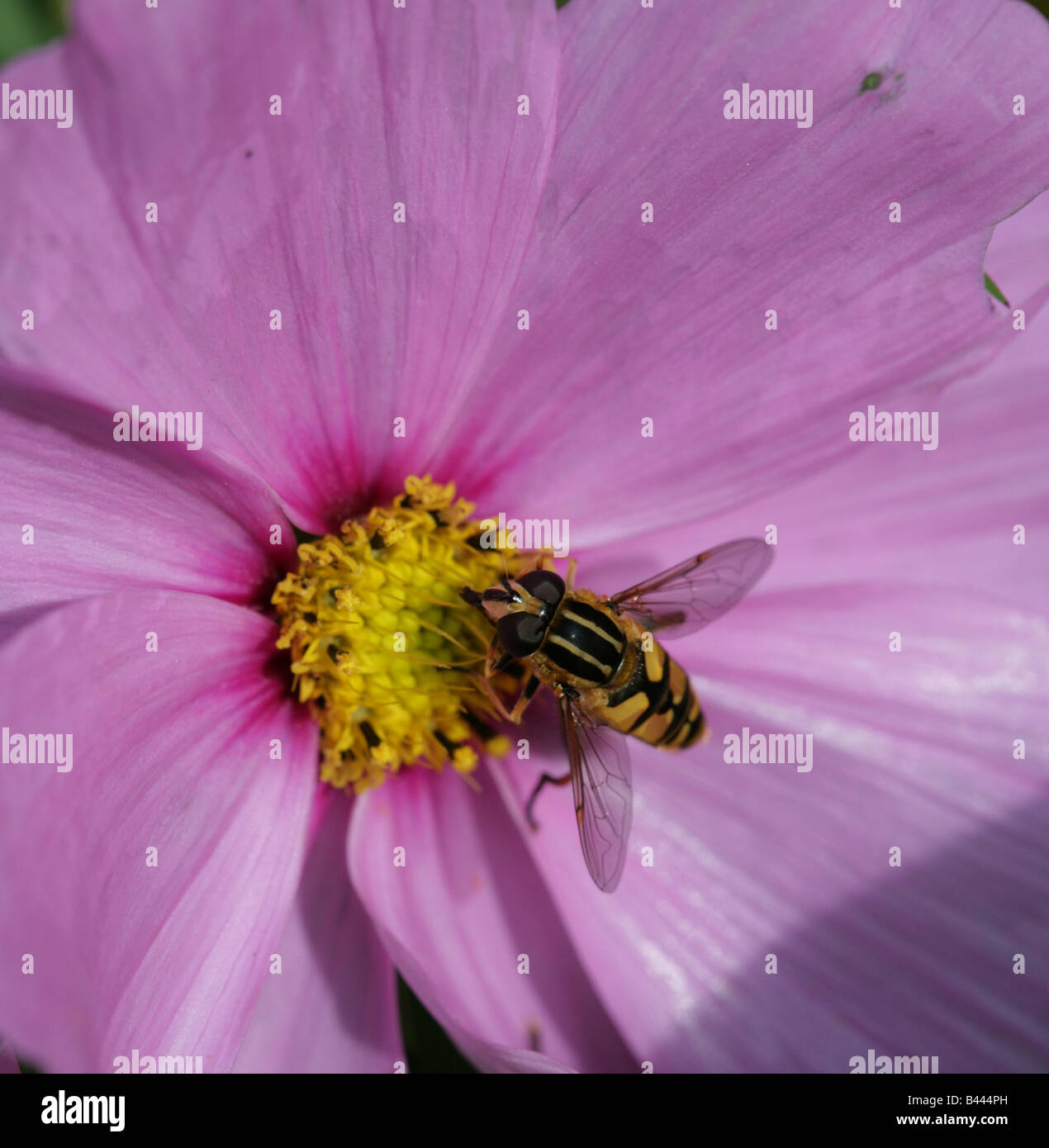 Hover Fly, Volcella inanis, Syrphidae, Cheshire, Angleterre Banque D'Images