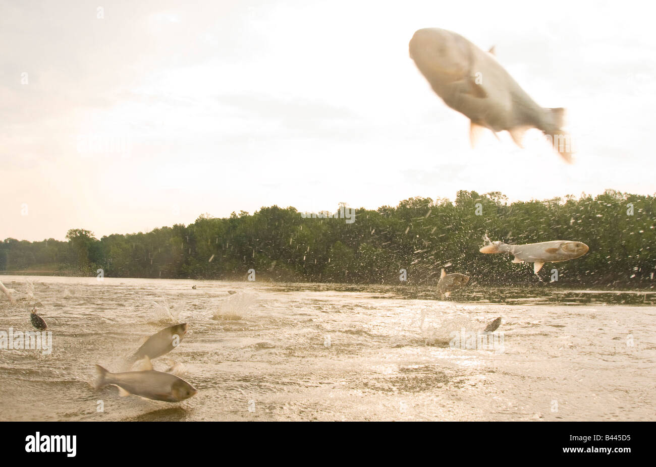 Deux espèces de carpe asiatique la carpe et l'argent de sauter hors de la rivière Illinois Illinois près de La Havane Banque D'Images