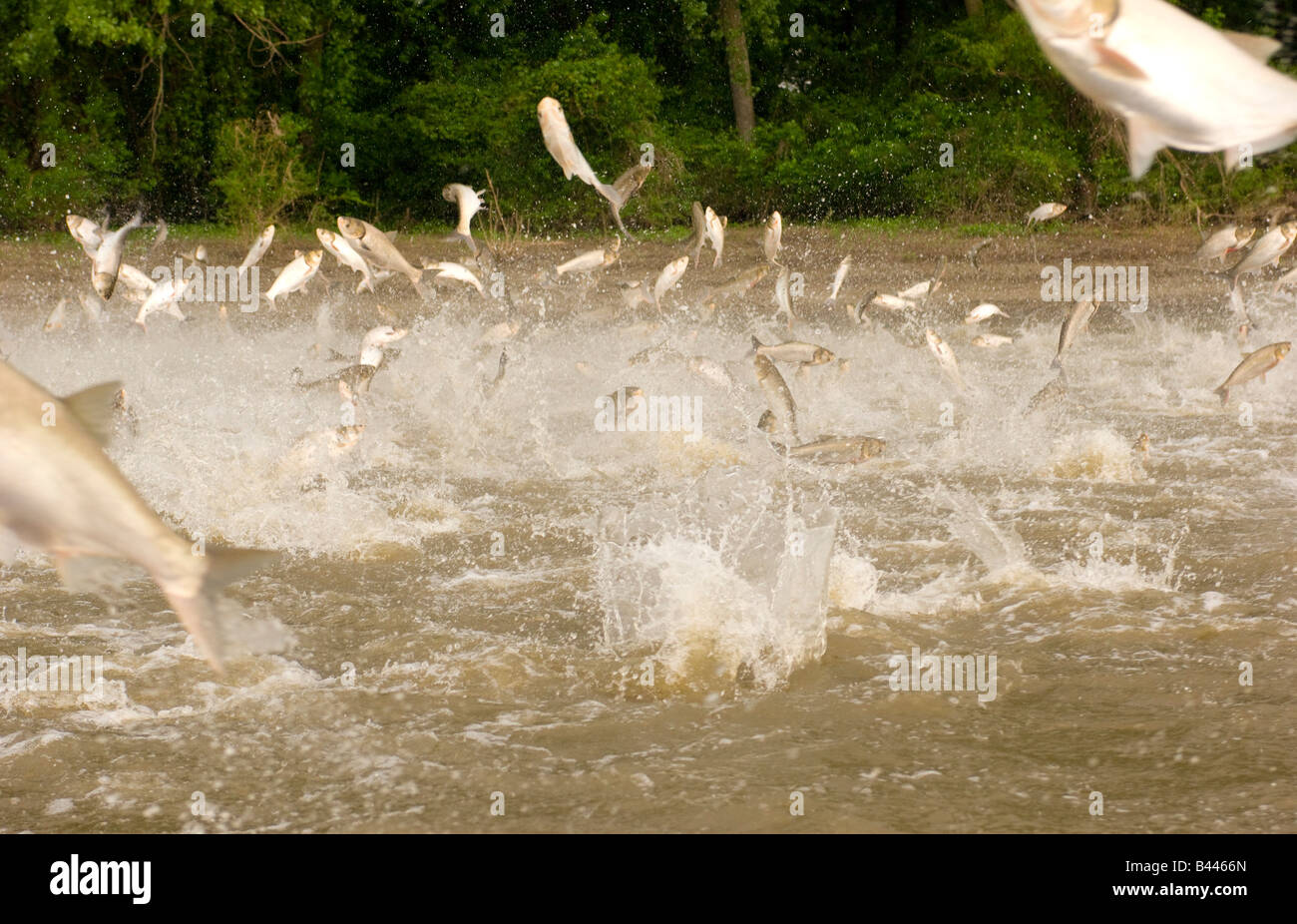 Deux espèces de carpe asiatique la carpe et l'argent de sauter hors de la rivière Illinois Illinois près de La Havane Banque D'Images