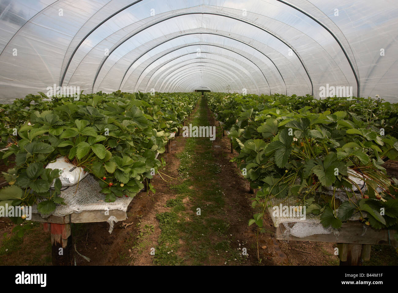 Les fraises cultivées dans un tunnel Polly dans le Norfolk, Royaume-Uni Banque D'Images