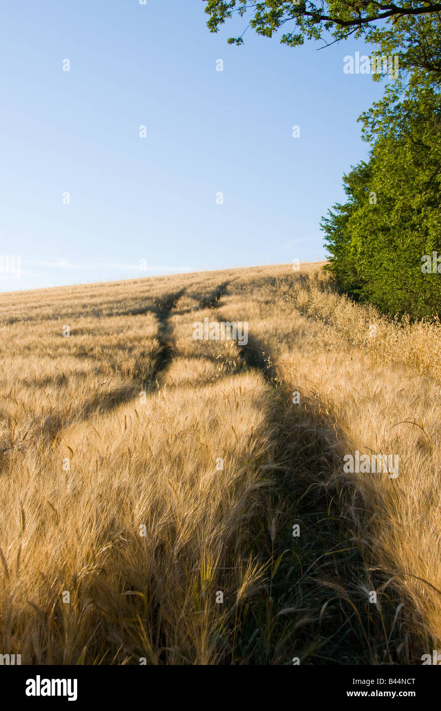Champ de blé en Ombrie, Italie, Europe Banque D'Images