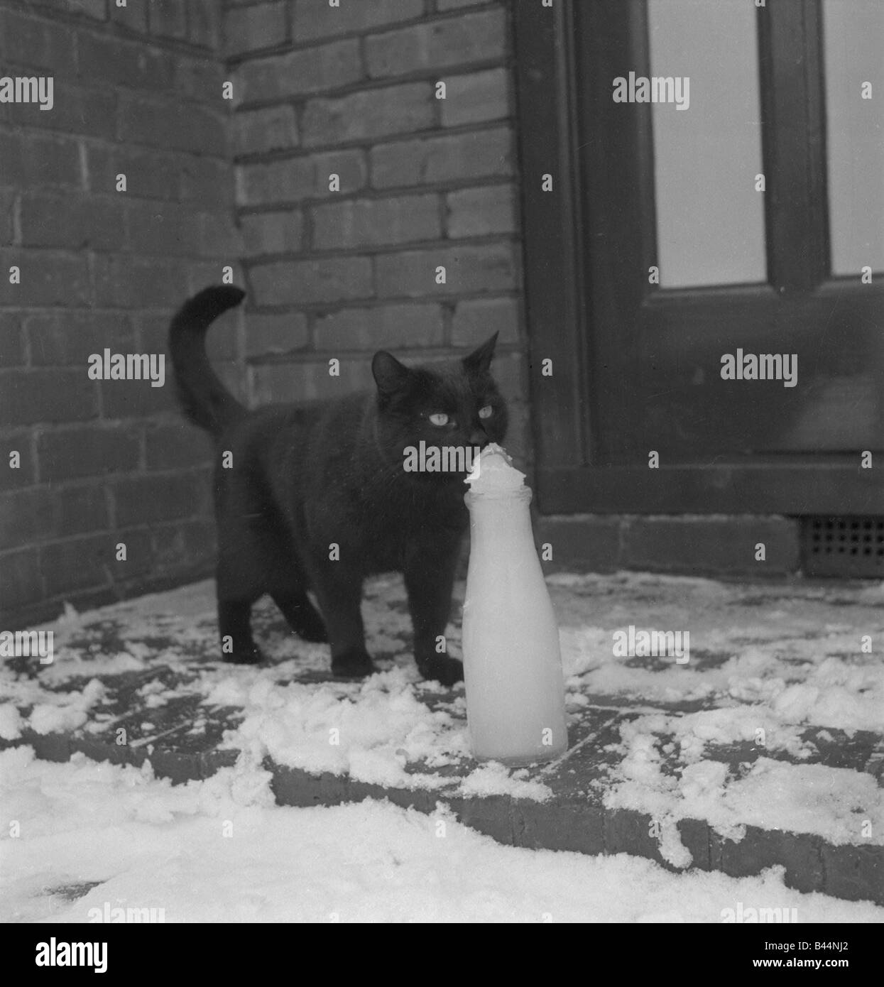 Ce chat prend avantage du temps froid pour obtenir de l'animal chat noir  lait congelé vers 1950 Mirrorpix Photo Stock - Alamy