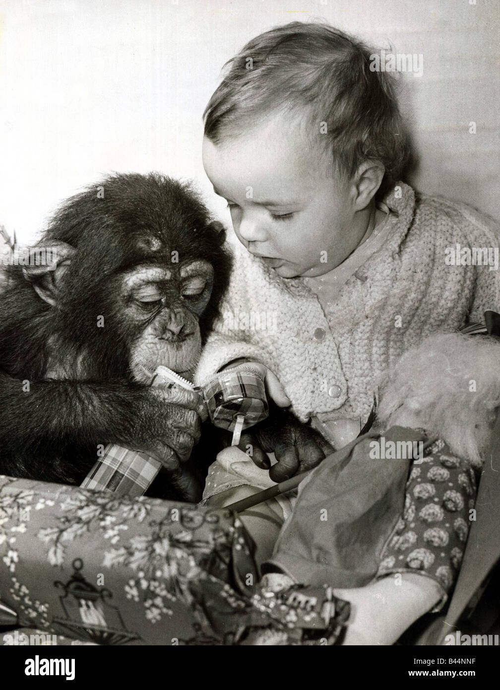 Onze mois Tracey Clews et Bugsy le chimpanzé, ouvrir leurs cadeaux de Noël au Zoo de Southam Décembre 1968 Banque D'Images