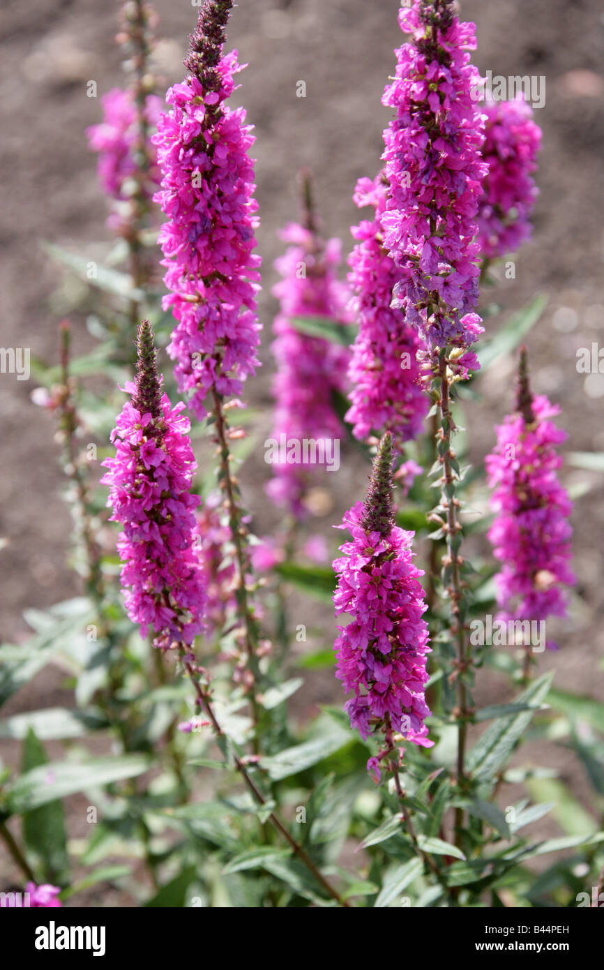 La salicaire pourpre, Lythrum salicaria, Lythraceae Banque D'Images