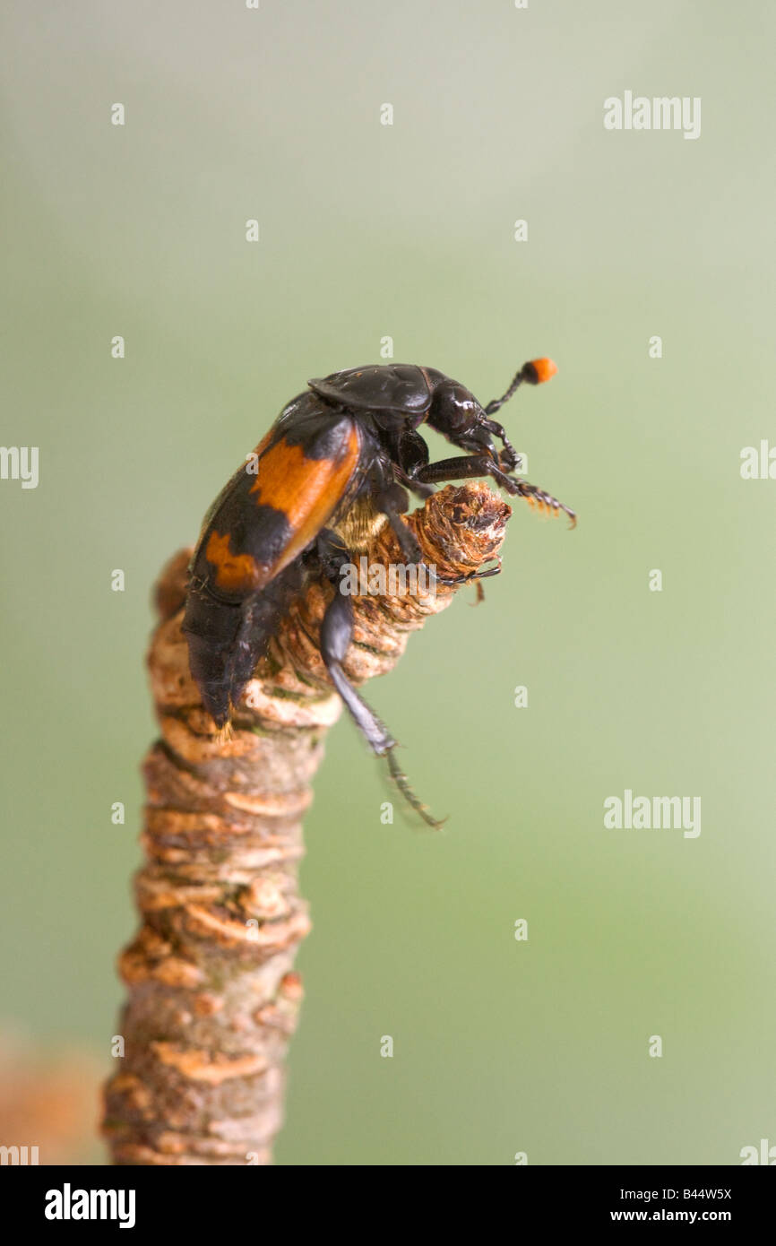 Nicrophorus vespillo Sexton Beetle perché sur une branche adultes Banque D'Images