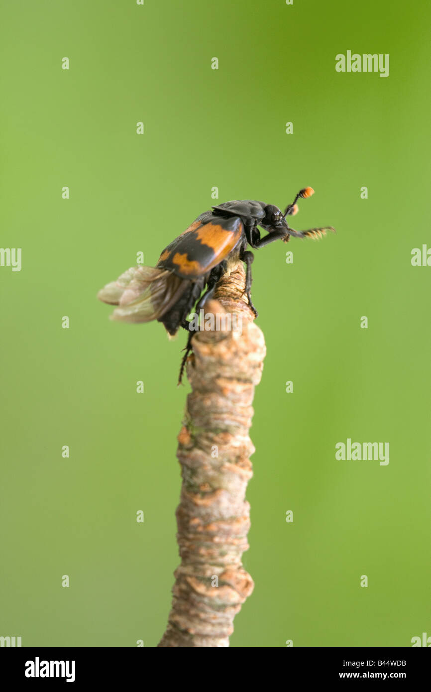 Nicrophorus vespillo Sexton Beetle perché adultes sur une branche avec des ailes montrant Banque D'Images