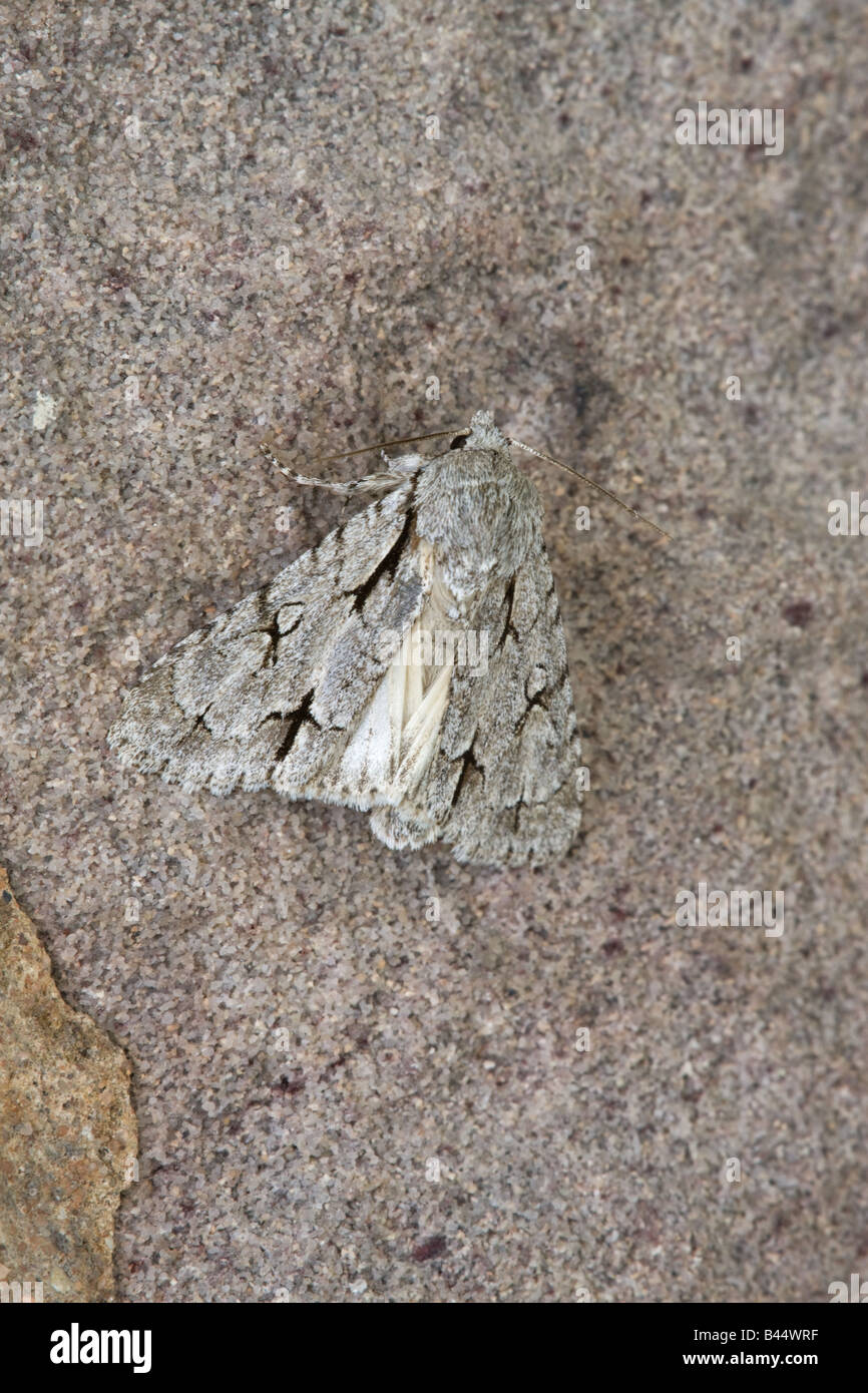 Dague psi Acronicta gris papillon adulte au repos sur un mur en pierre calcaire Banque D'Images