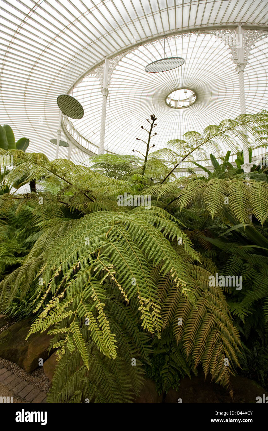 UK Scotland Glasgow Botanic Garden Kibble Palace NCCPG fougère arborescente Collection Banque D'Images