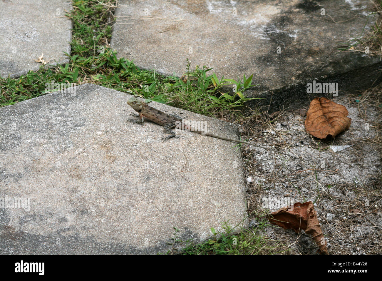 [Lézard Holiday Island, Kaafu Atoll, Maldives, en Asie]. . Banque D'Images