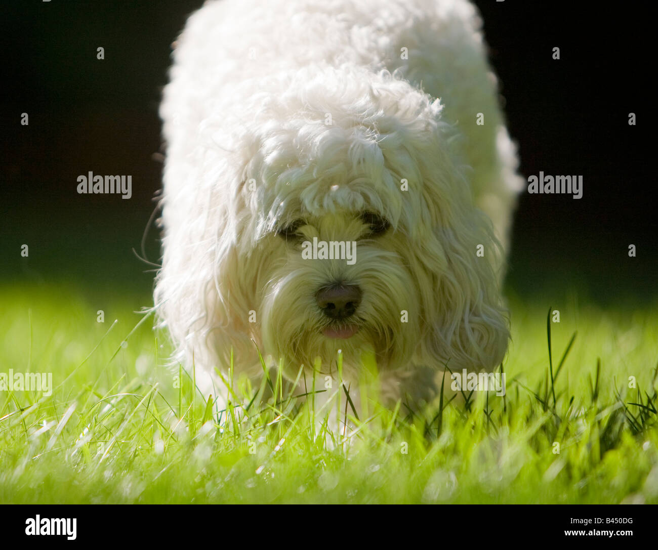 Chien marche dans l'herbe Banque D'Images