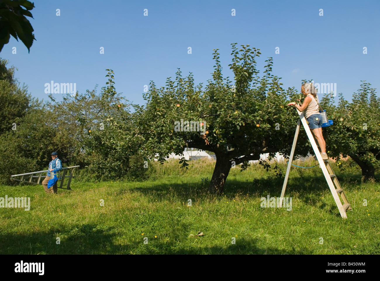 Cueillette de pommes travailleurs occasionnels Bramley Apples Lathcoats Apple Farm Galleywood Essex 2000 UK HOMER SYKES Banque D'Images