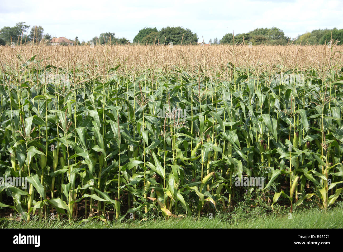 Des épis de maïs dans un champ de plus en plus les agriculteurs. Banque D'Images