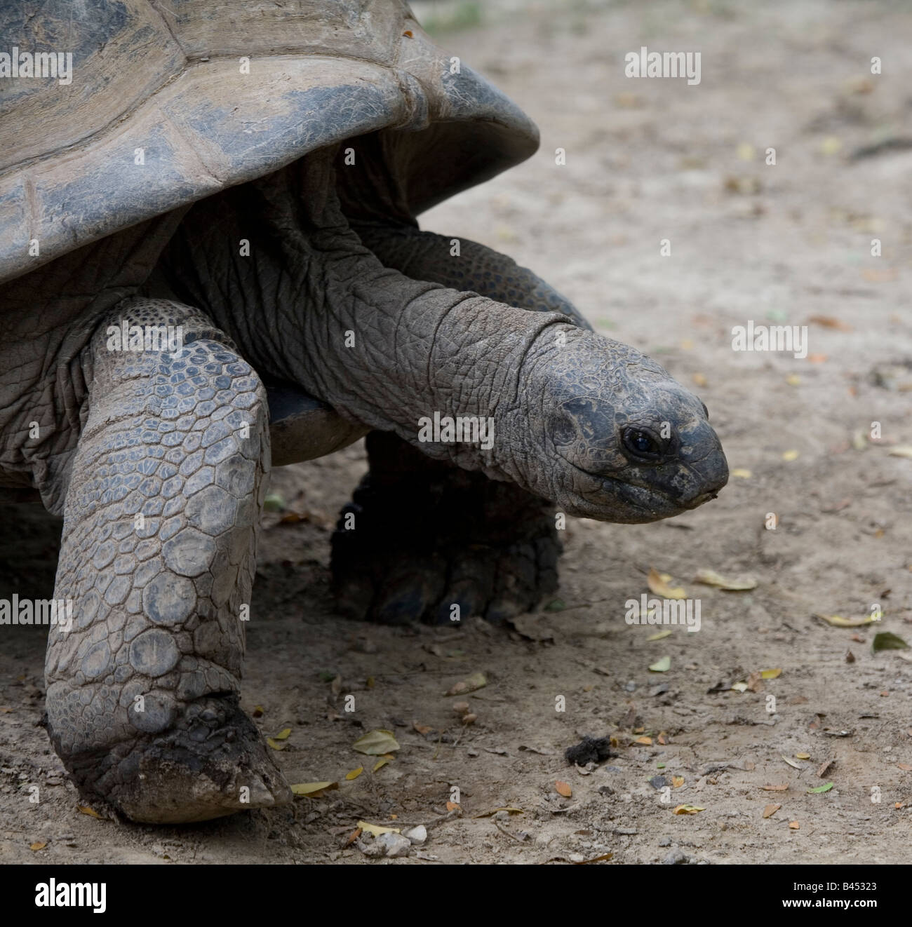 Galapagos Tortue Banque D'Images