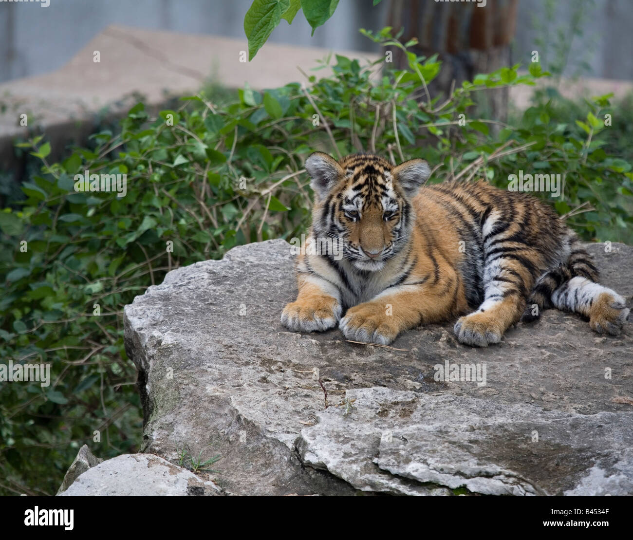 Cub tigre Banque D'Images