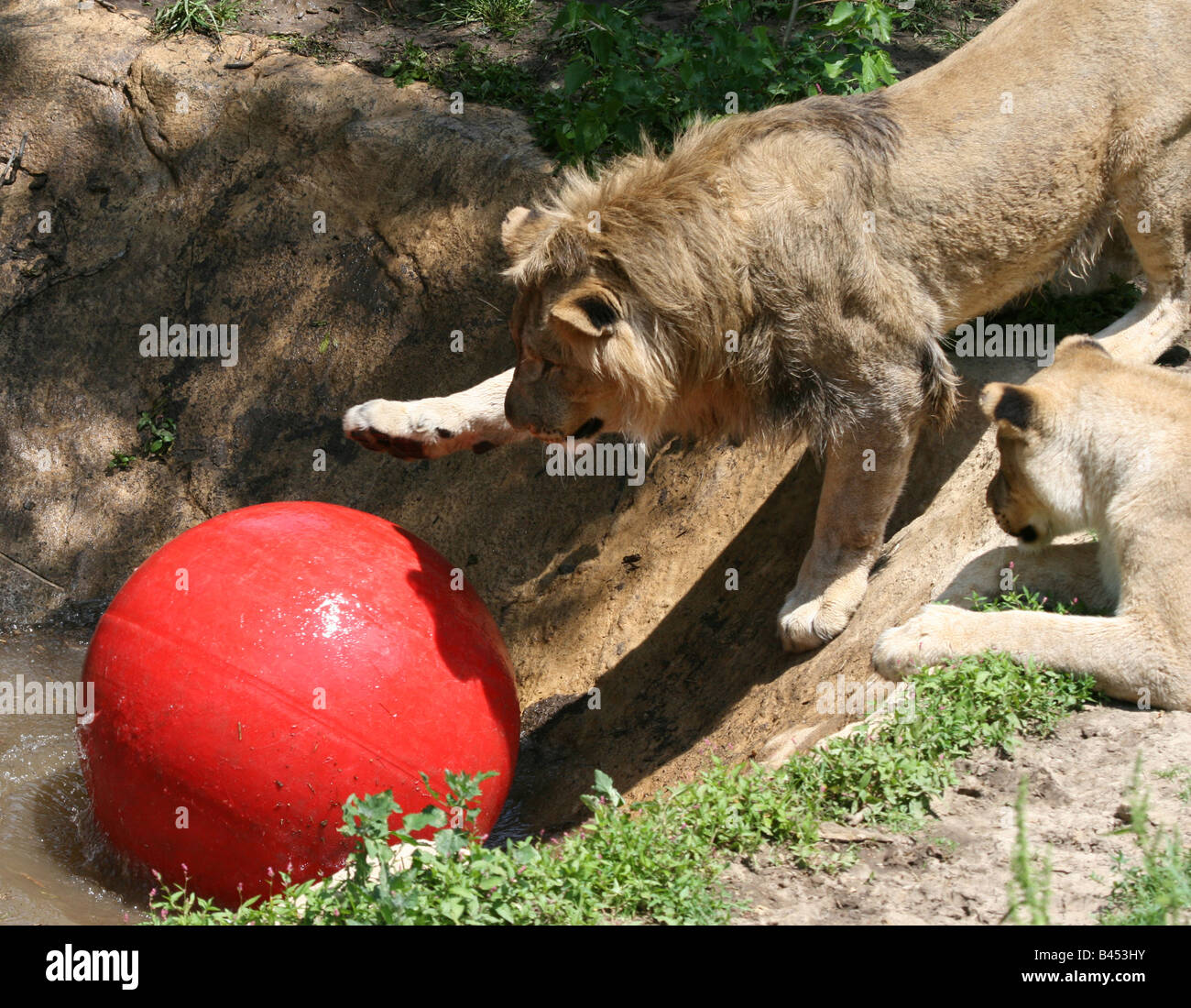 Lions en jeu. Banque D'Images