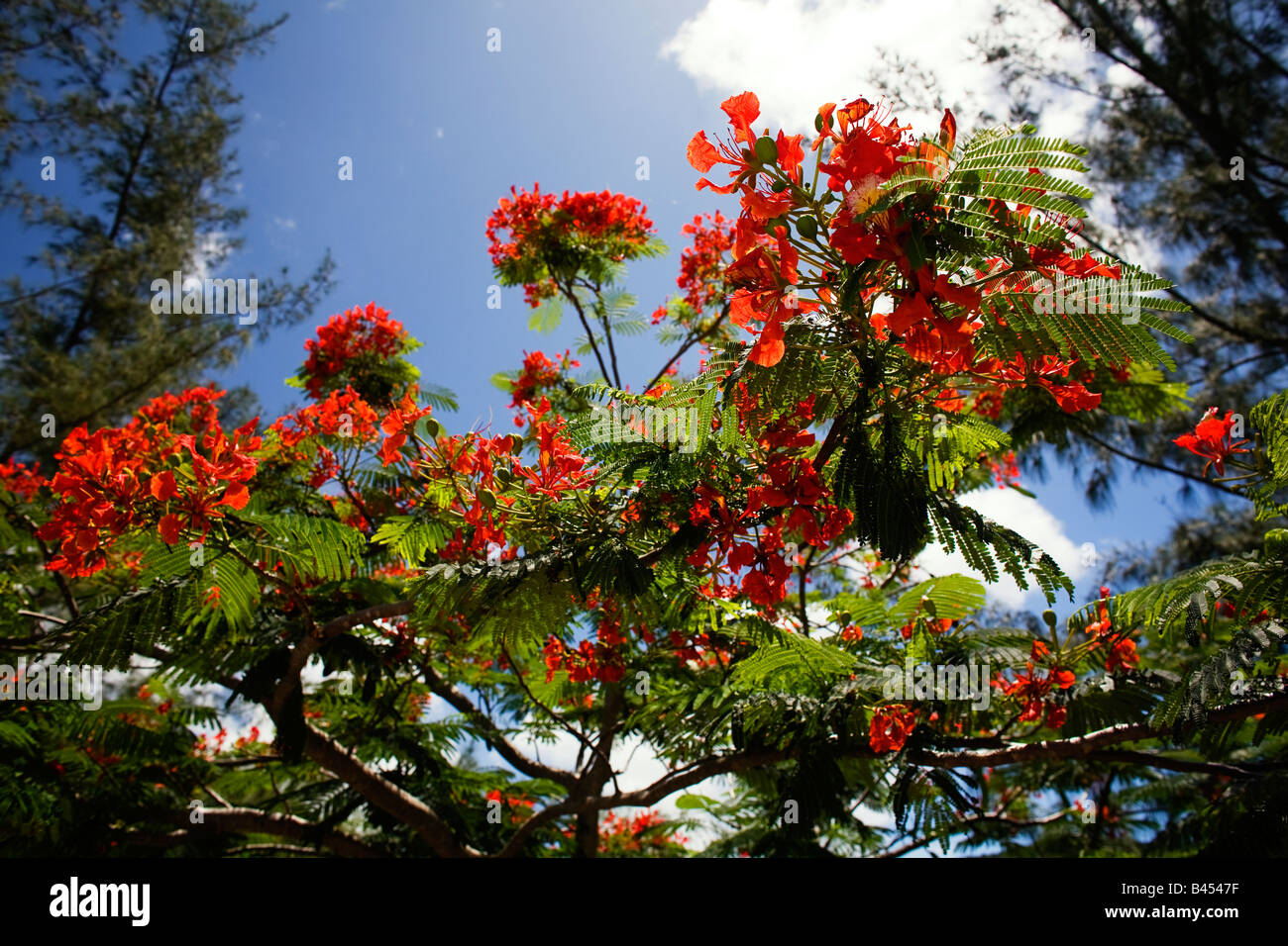 De la flamboyante Blossom tree against a blue sky à Antigua Banque D'Images