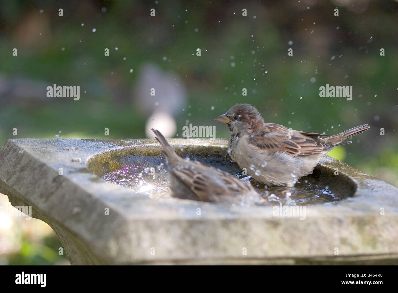 Les Moineaux domestiques dans bain d'oiseaux Banque D'Images