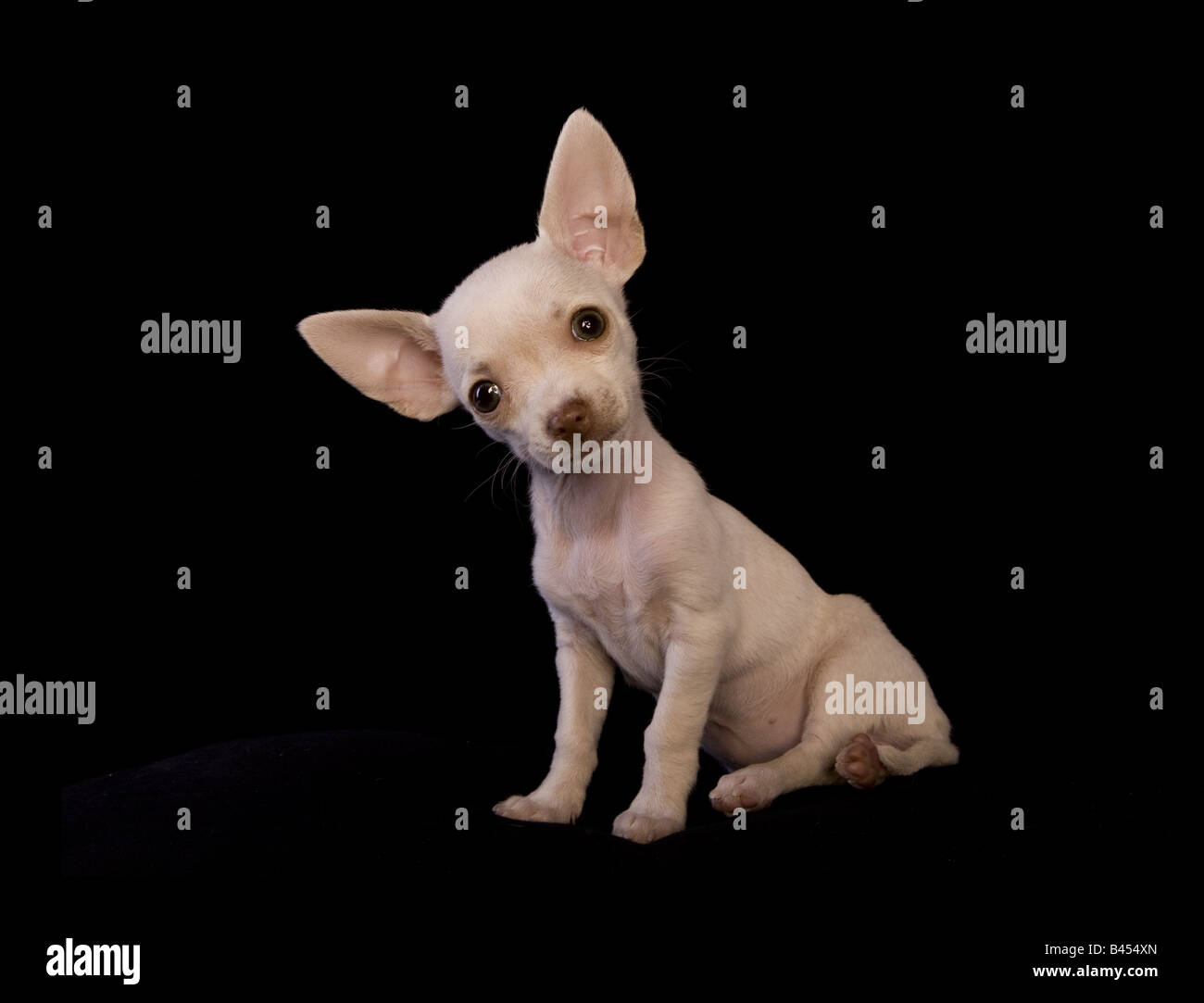 Couleur crème mignon chiot Chihuahua à poils courts assis sur fond noir  Photo Stock - Alamy