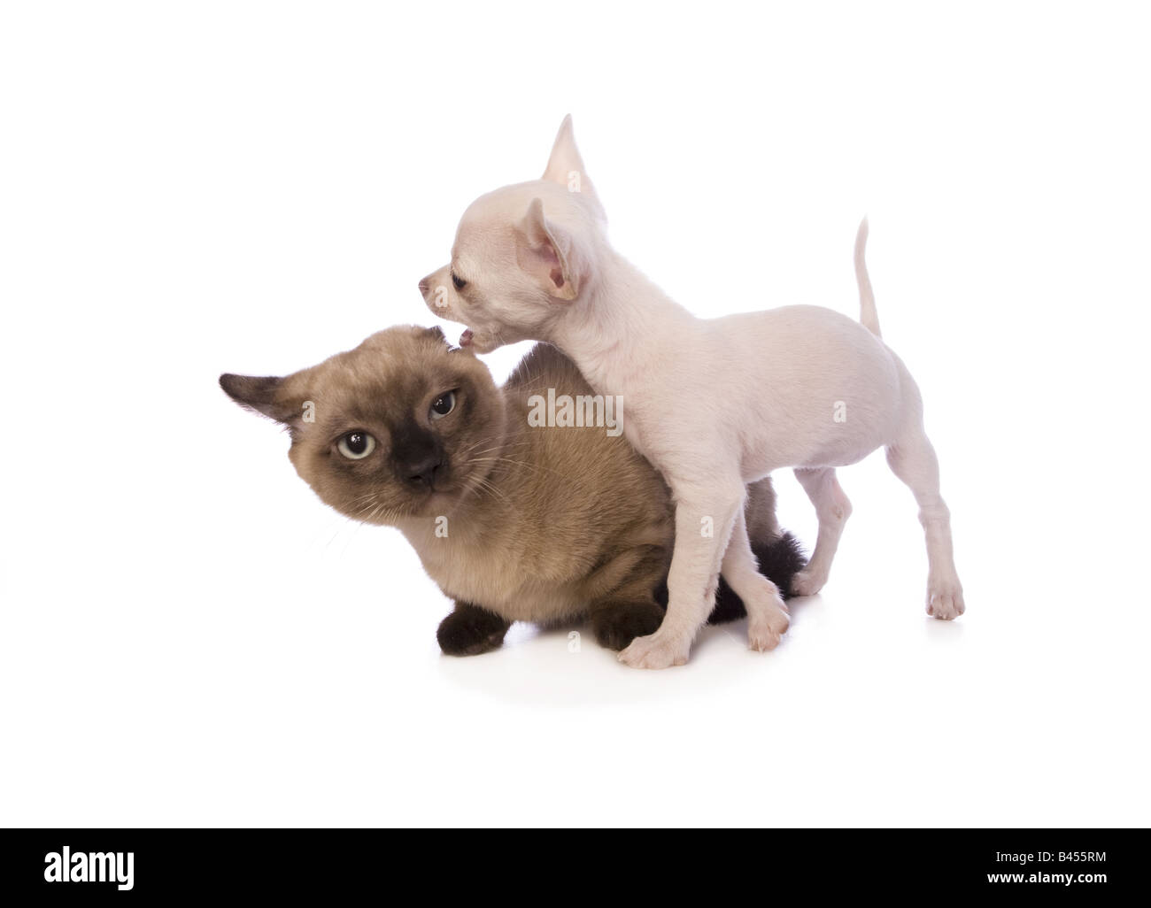 Couleur crème mignon chiot Chihuahua poil jouer avec chaton Munchkin isolé sur fond blanc Banque D'Images
